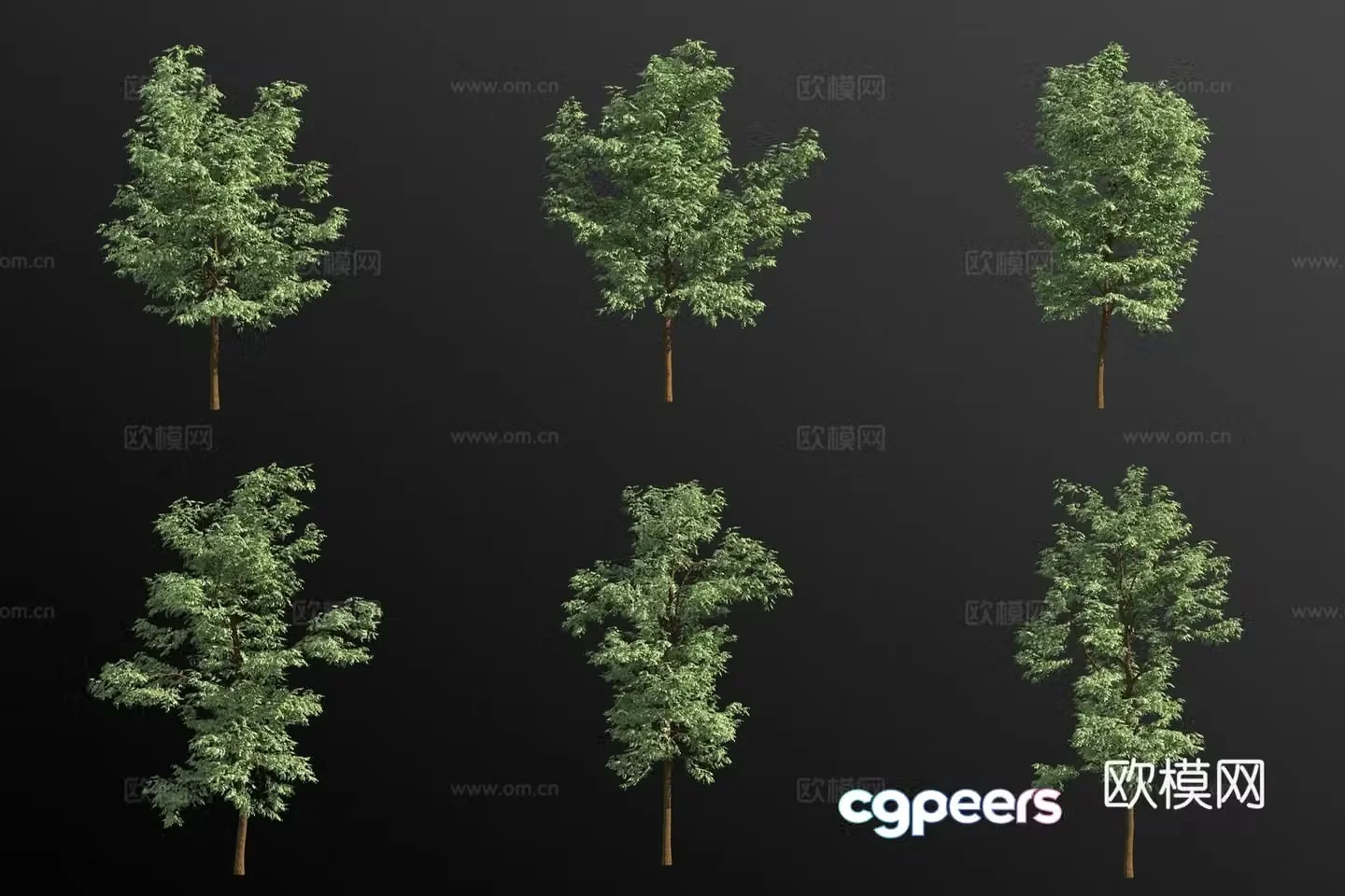 Black locust tree landscape tree 3d model