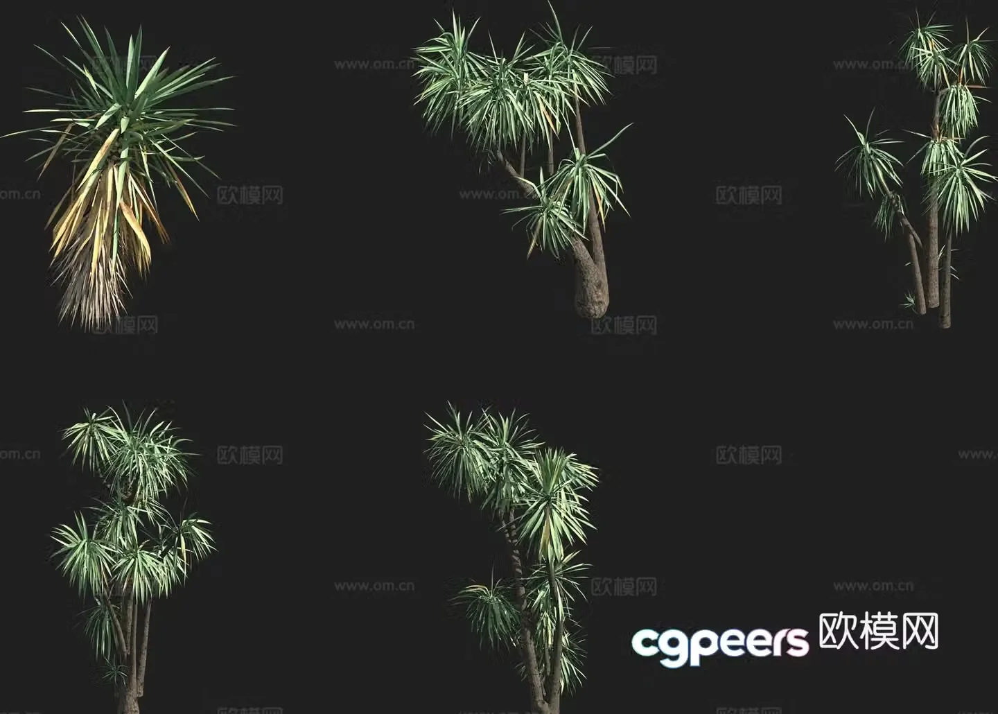 Short Yucca Cactus 3d model