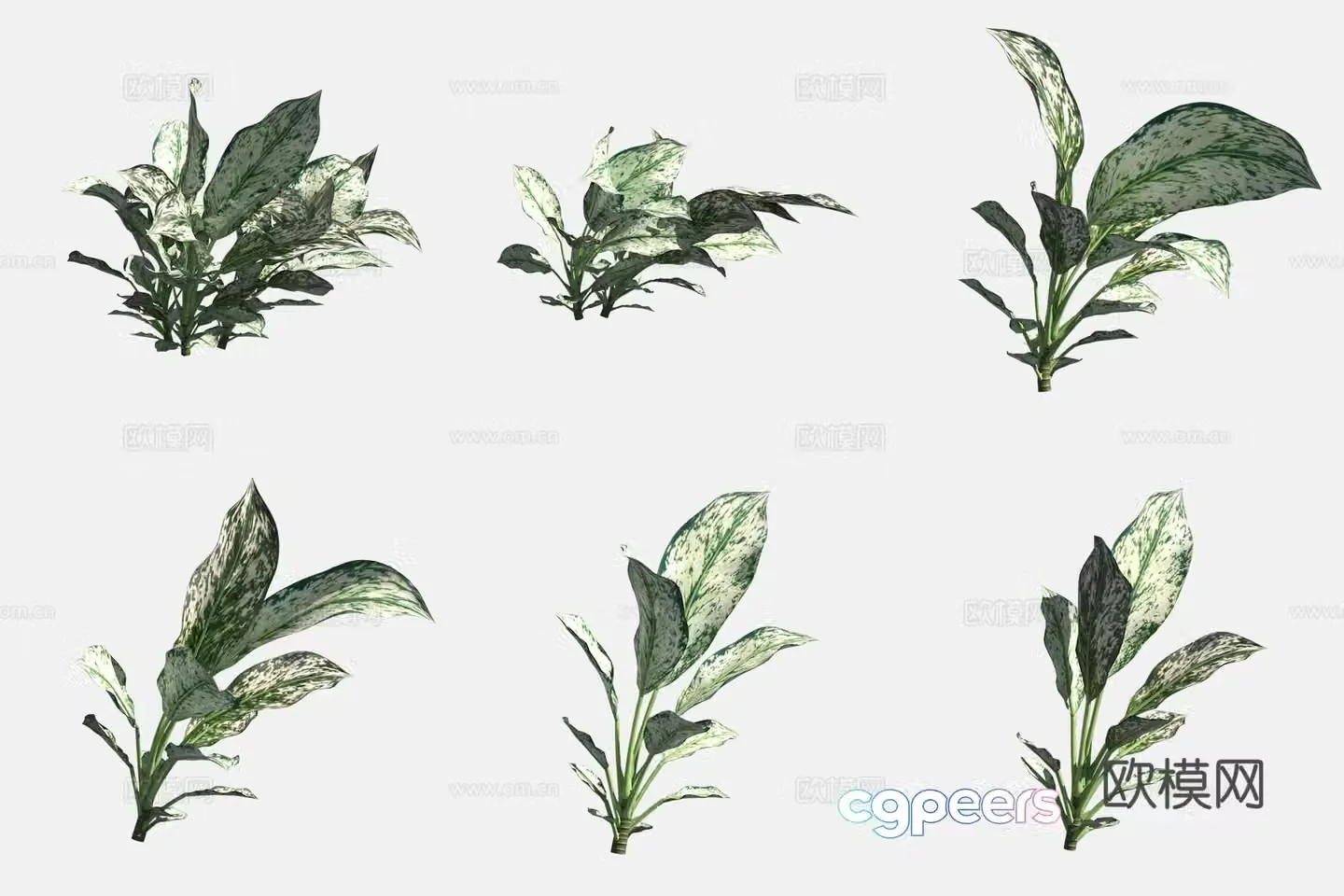 3D model of spotted taro flowers and plants