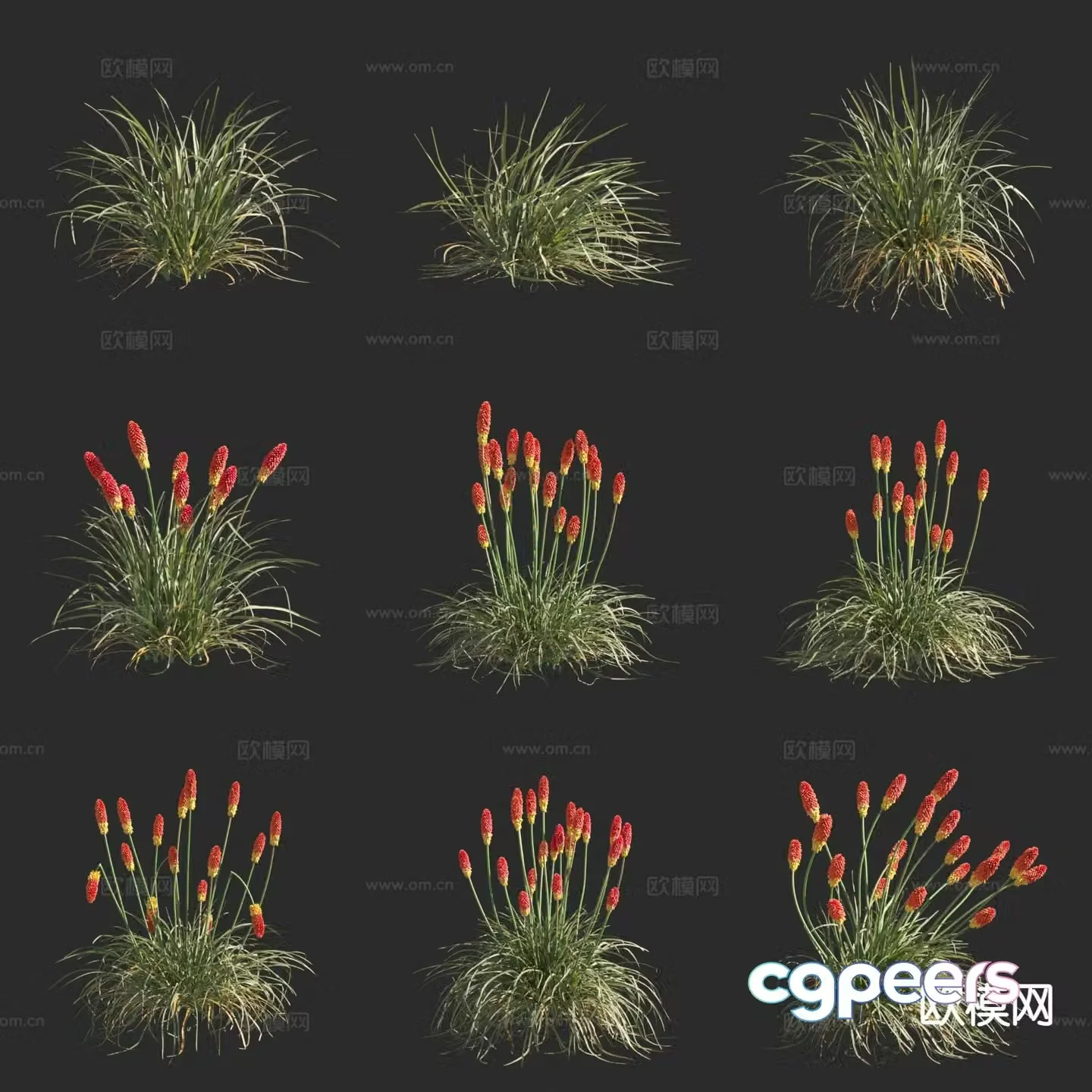 Torch Flower Flowers 3D Model