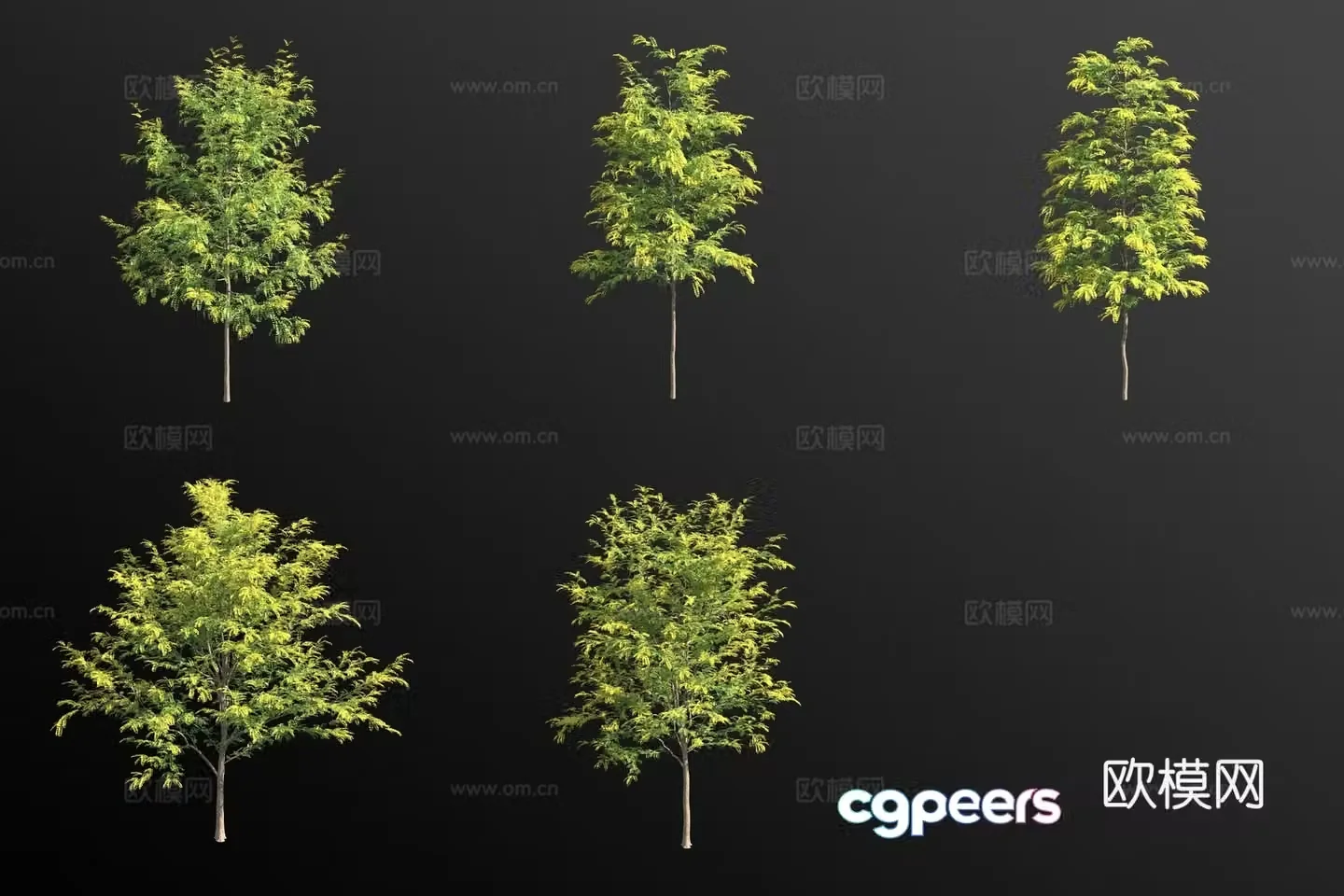 American acacia tree landscape tree 3d model