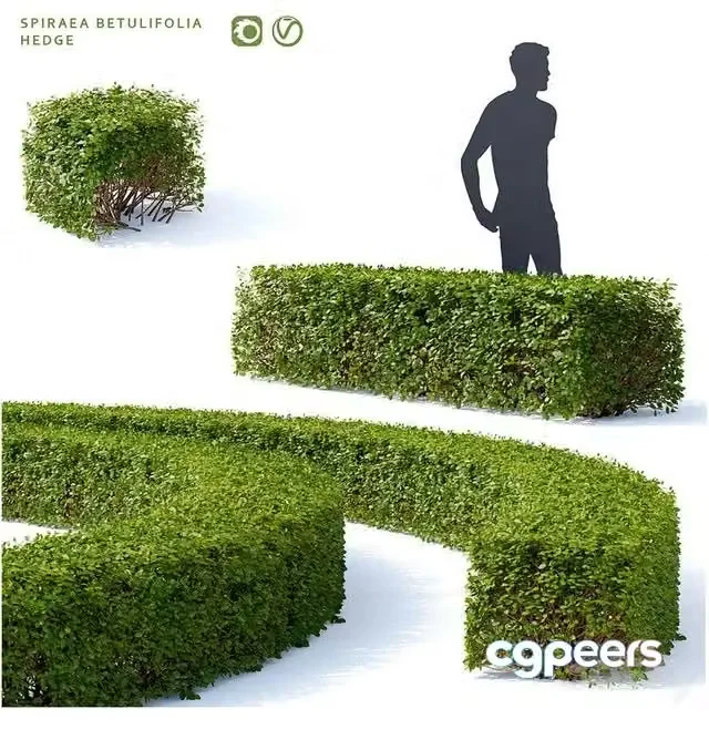 3ds Max Free – Birch-leaved spirea Hedge Spiraea betulifolia