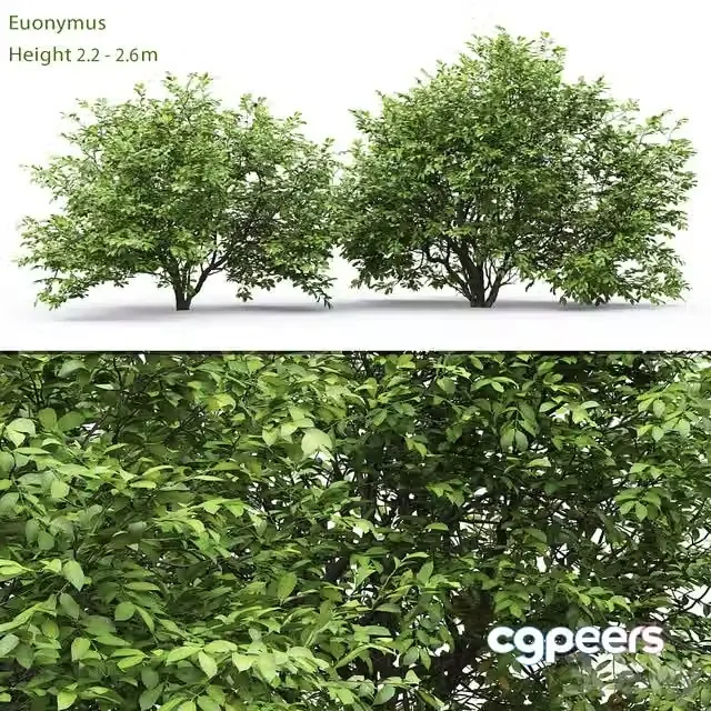 3ds Max Free – Euonymus