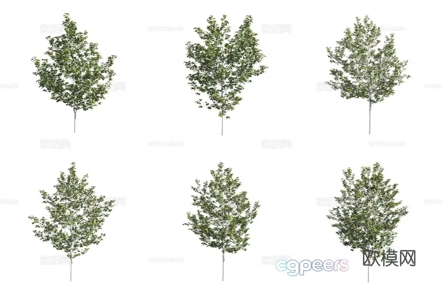 One ball sycamore landscape tree 3d model