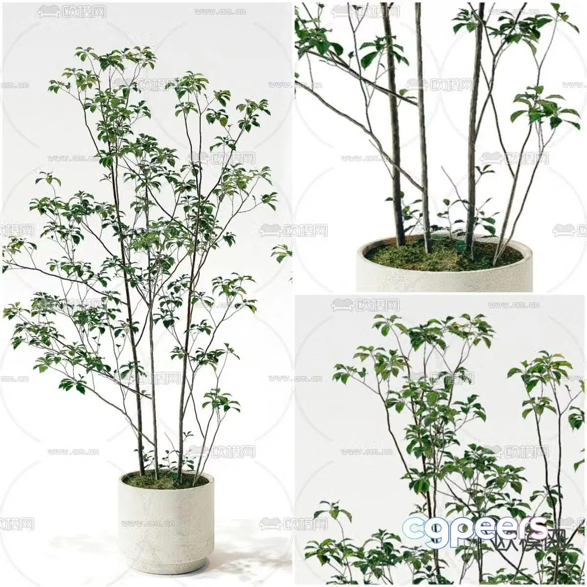 Potted plants Bonsai Green plants 3D model