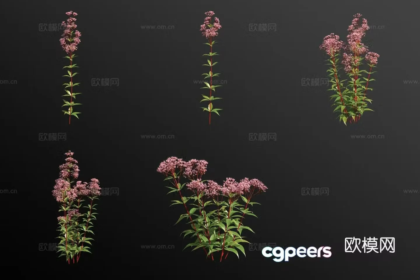 Eupatorium plant 3d model