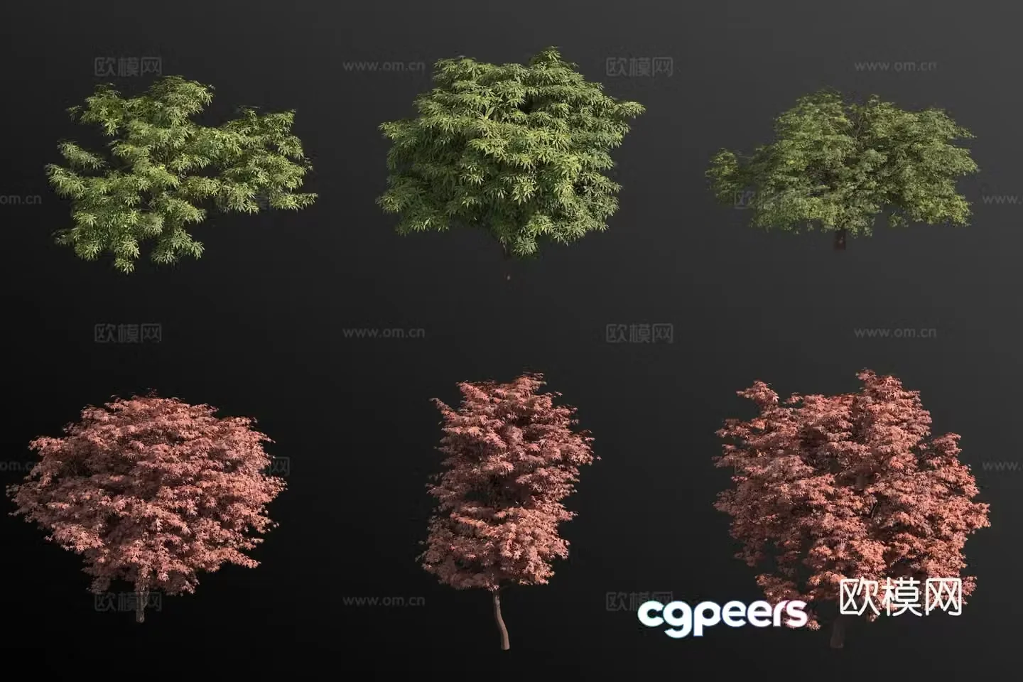 Acer red maple landscape tree 3d model