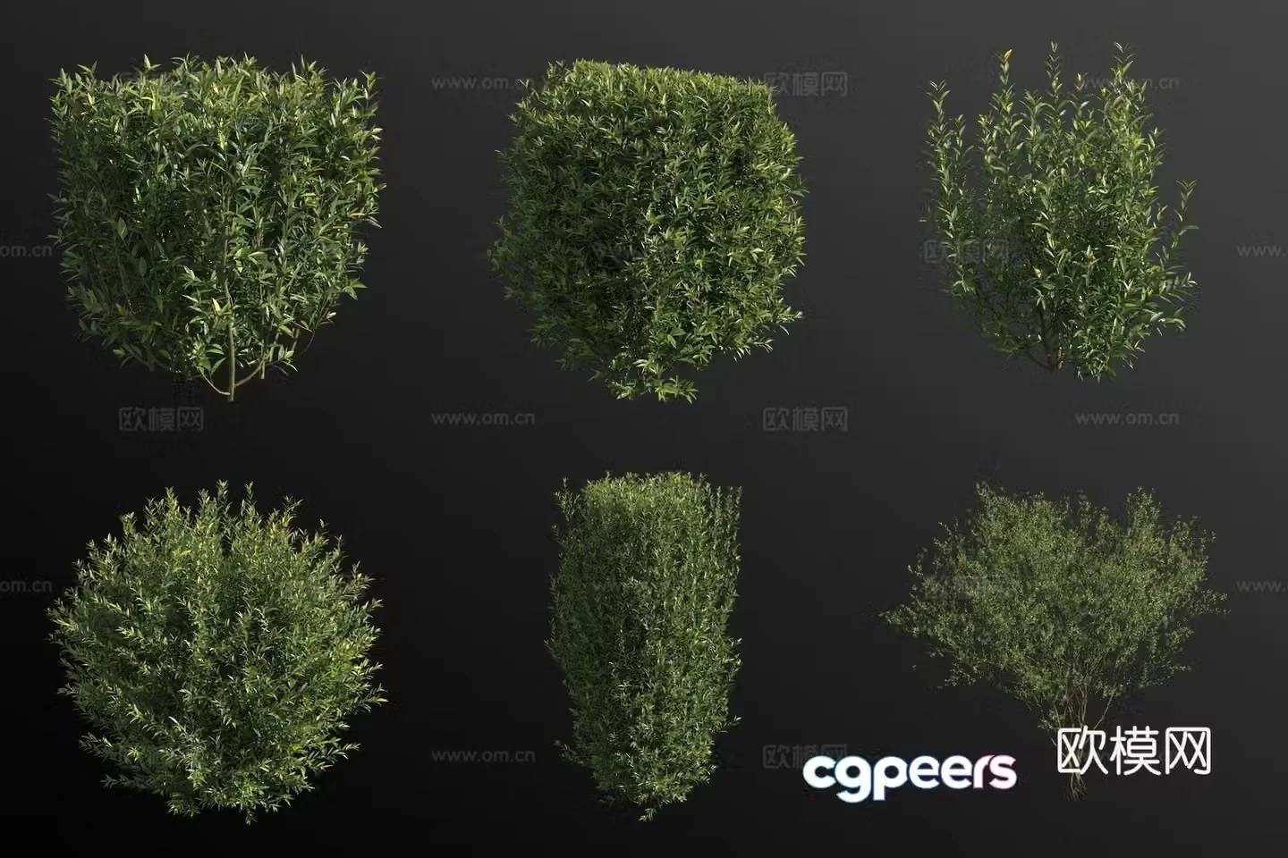 European privet shrub 3d model