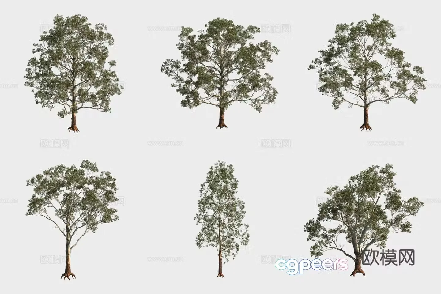 Money eucalyptus tree forest 3d model