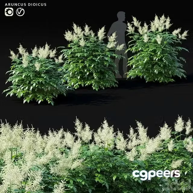3ds Max Free – Aruncus dioicus flower