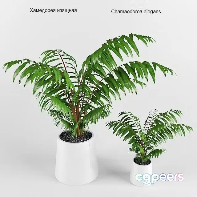 3ds Max Free – Plant Hamedore