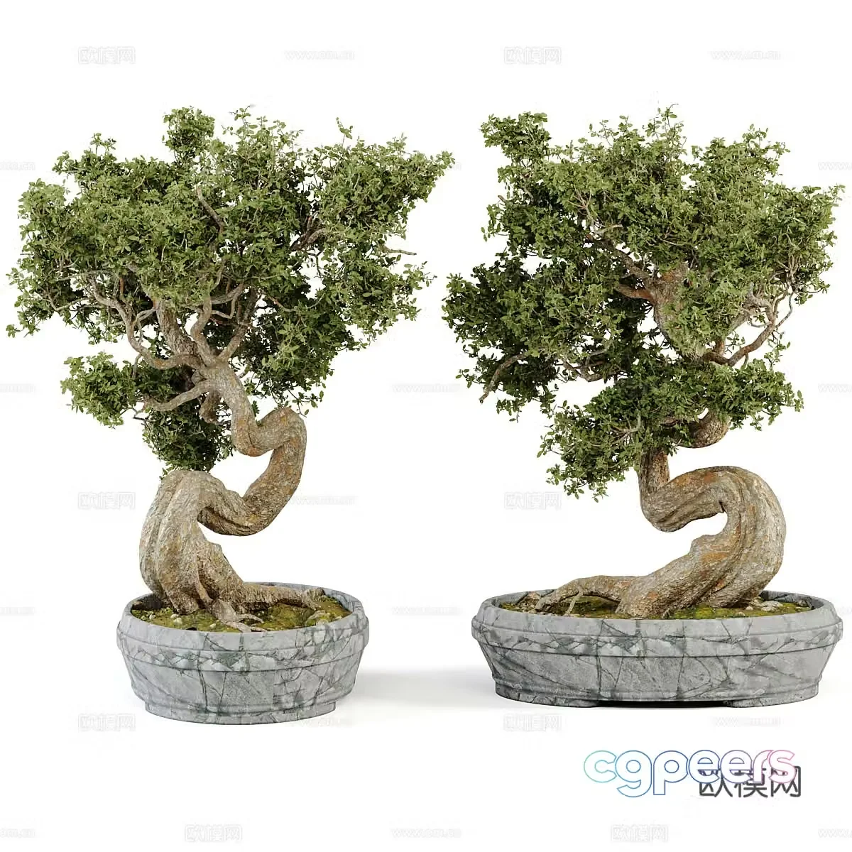 Bonsai collection volume 3D model