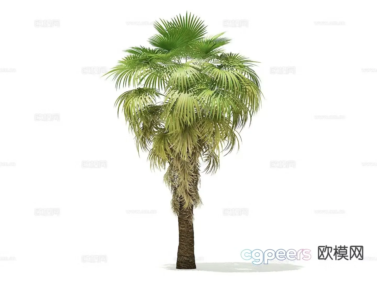 Landscape tree Palm tree Walking tree Tree Tropical tree 3d model