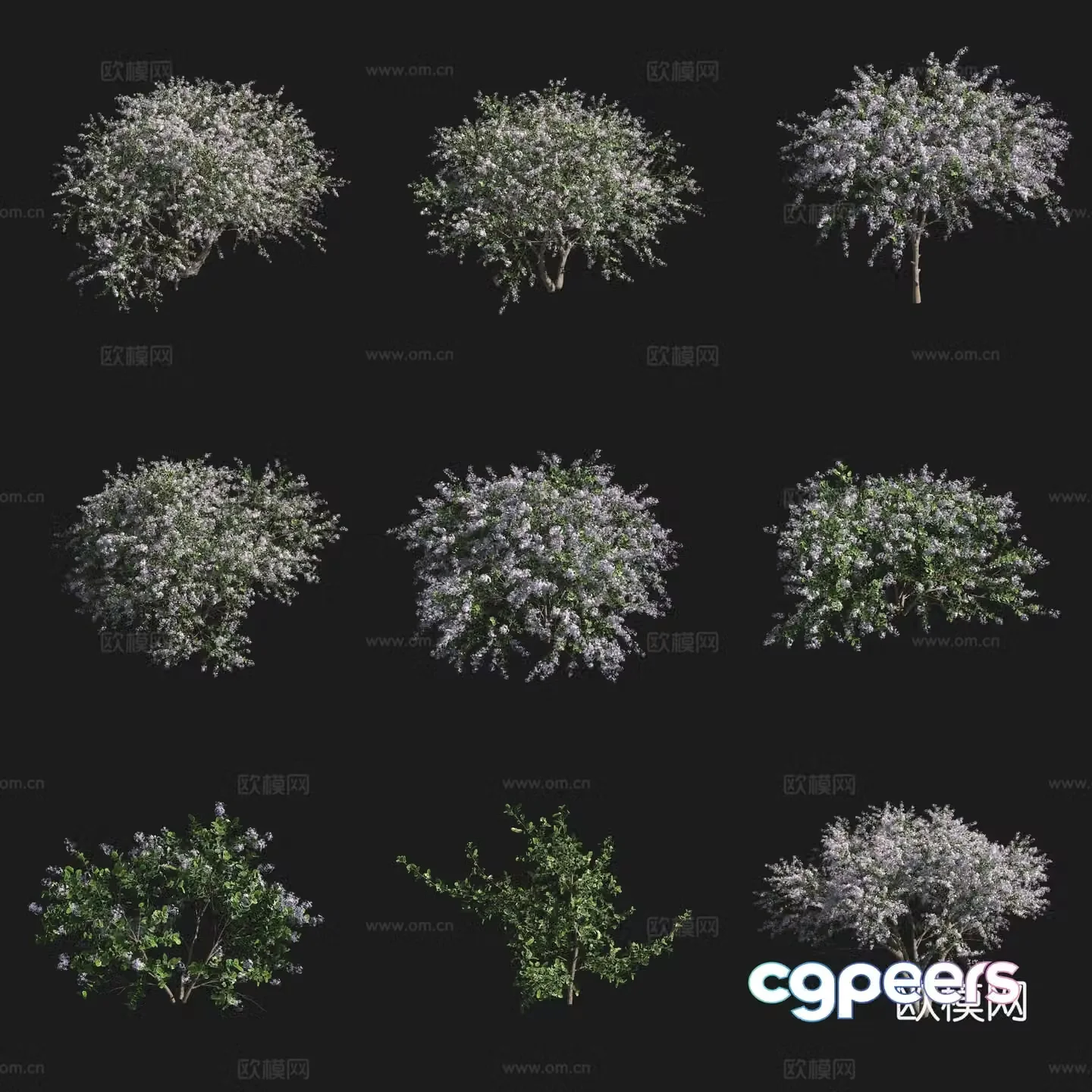 Dark Star California Lilac Shrub Flower Trees Grassland Plant 3D Model