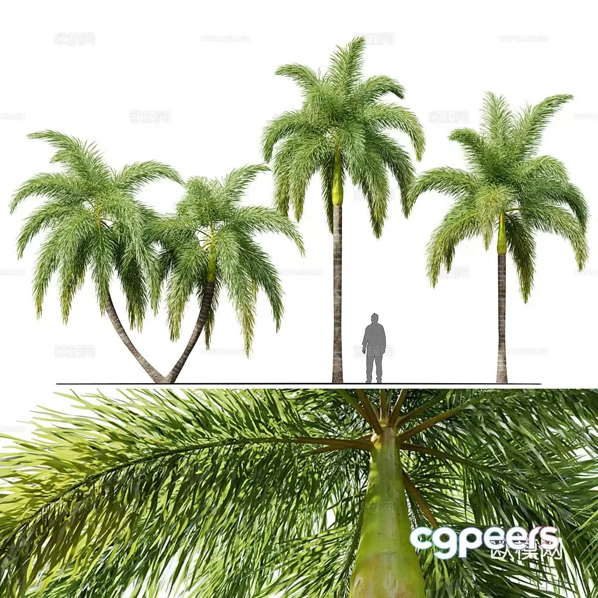 Palm tree 3d model