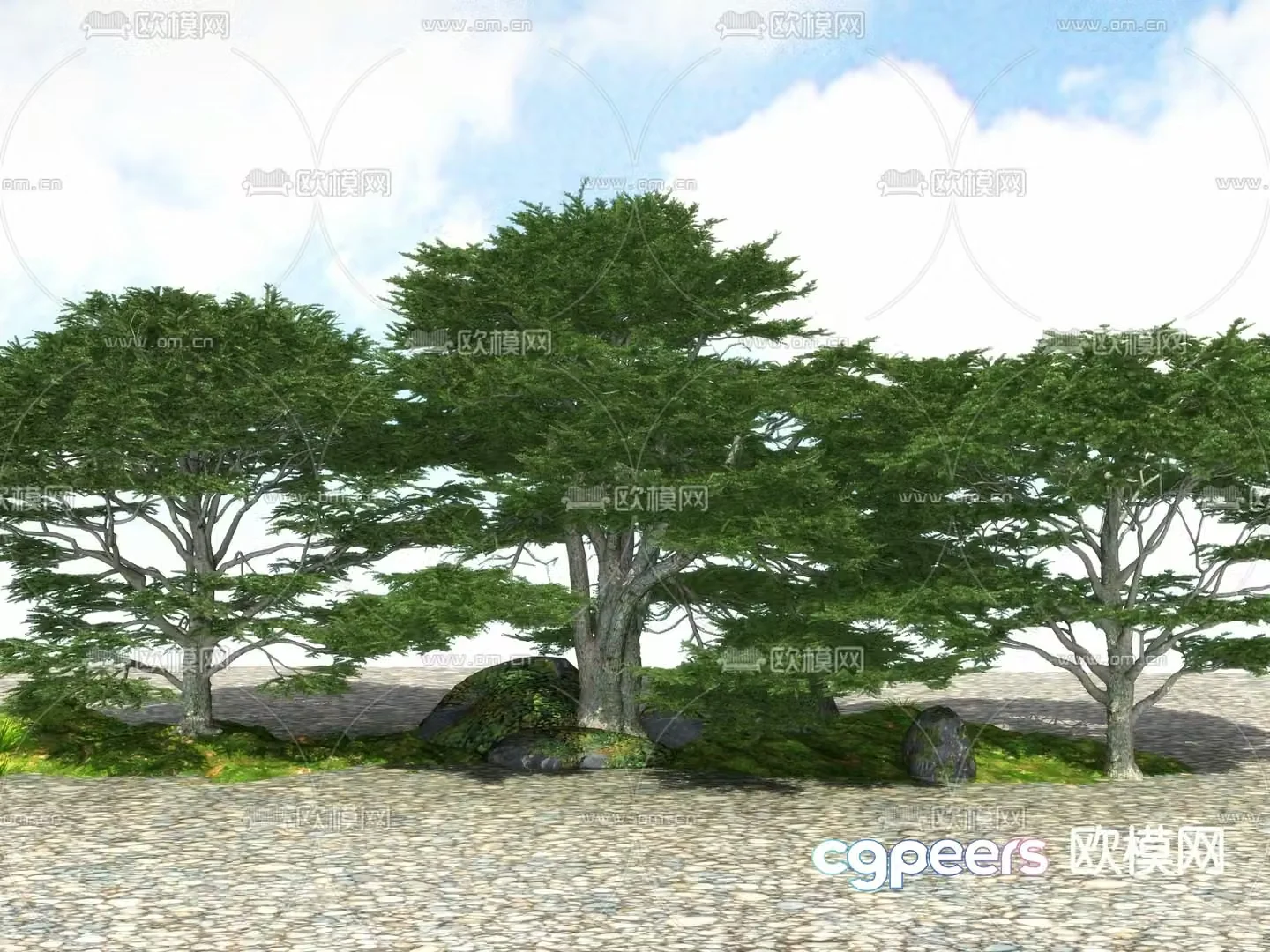Big tree Landscape tree Street tree 3d model