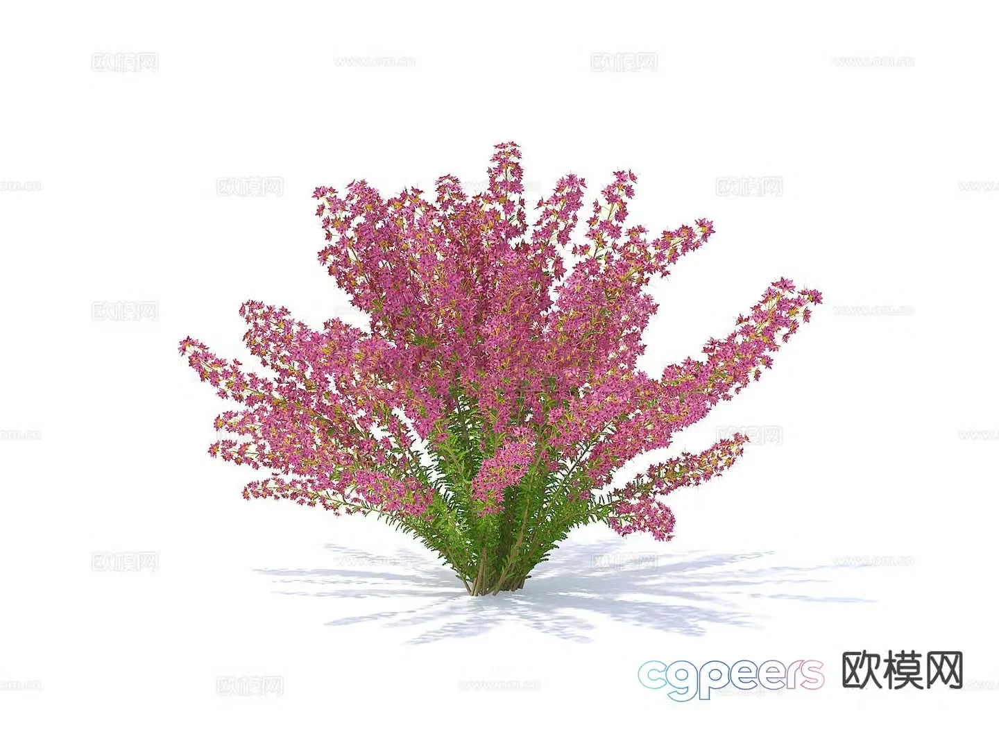 Flowers Flowers and plants Flowers 3d model