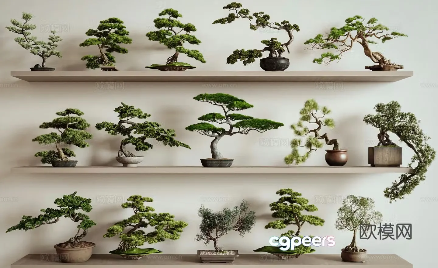 New Chinese style bonsai pine bonsai Podocarpus 3D model