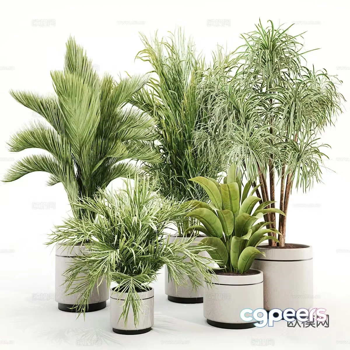 Green plant potted 3D model