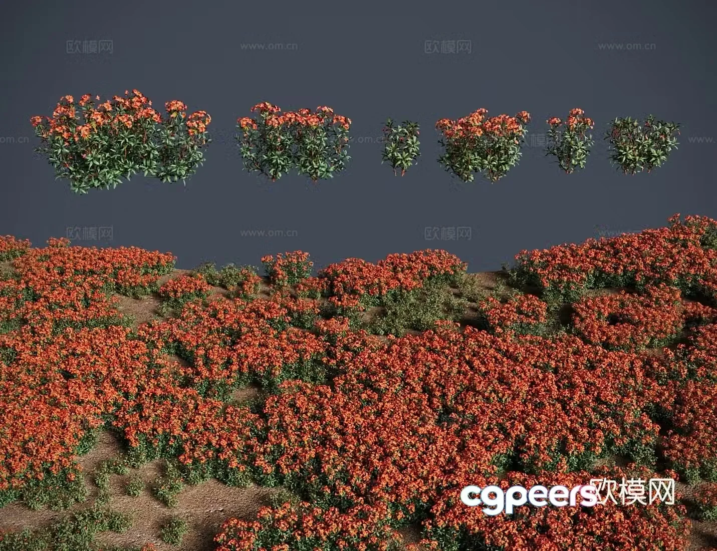 Modern grass lawn euphorbia grass shrub 3d model