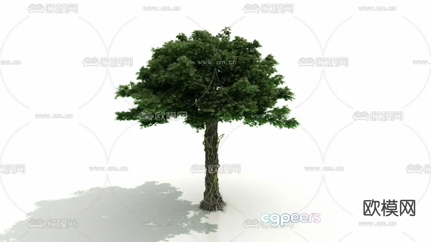 Bodhi tree Buddha tree 3d model