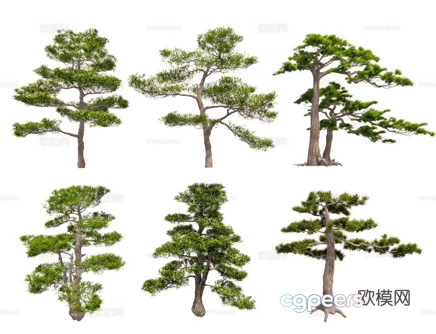 Chinese style pine black pine pine pine pine oil pine welcoming pine pine pine shape tree garden pine 3d model
