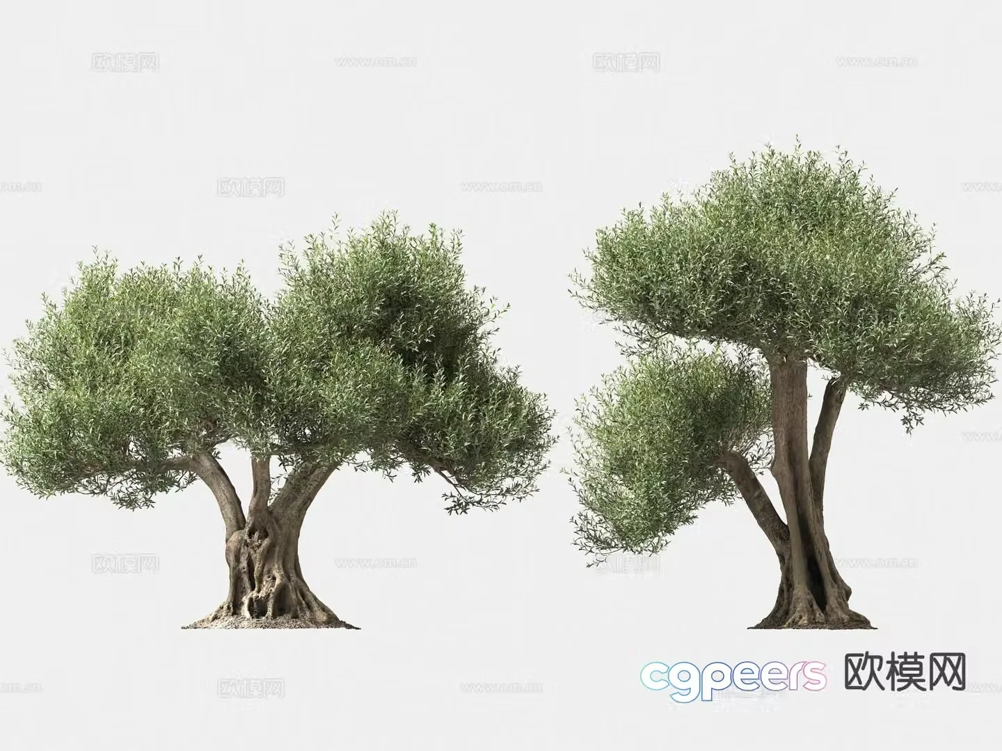 olive tree arbor trees lone tree 3d model