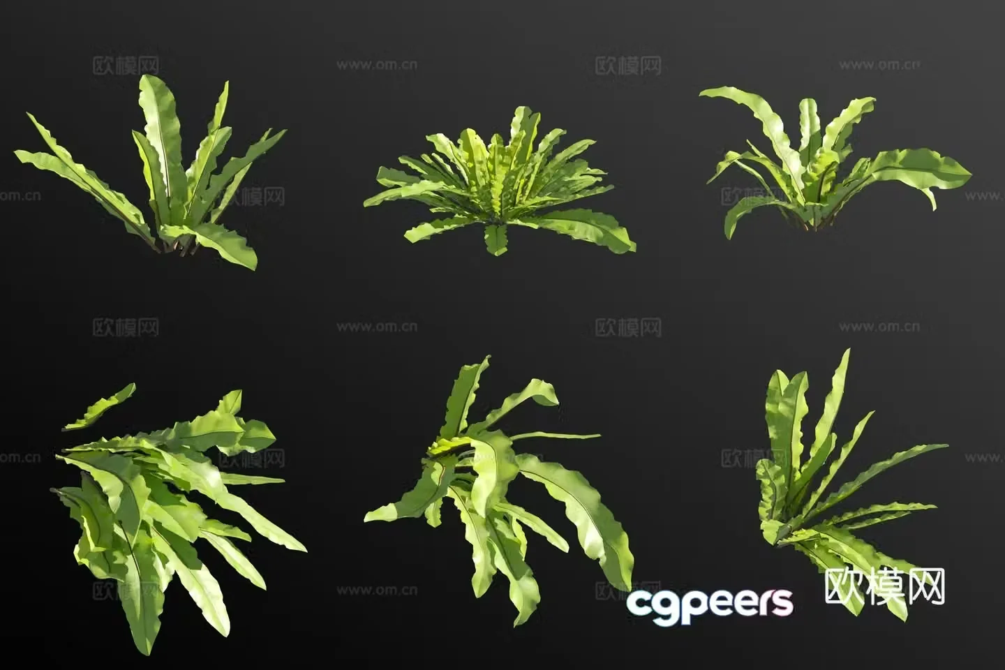 3D model of ferns flowers and plants
