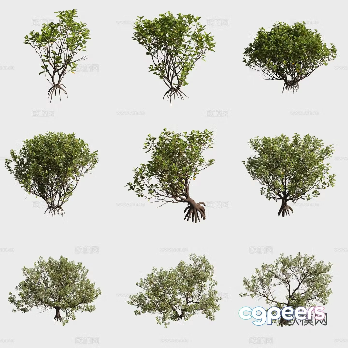 3D model of tung tree mangrove plant