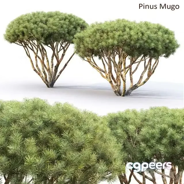 3ds Max Free – Pine Plants Bush