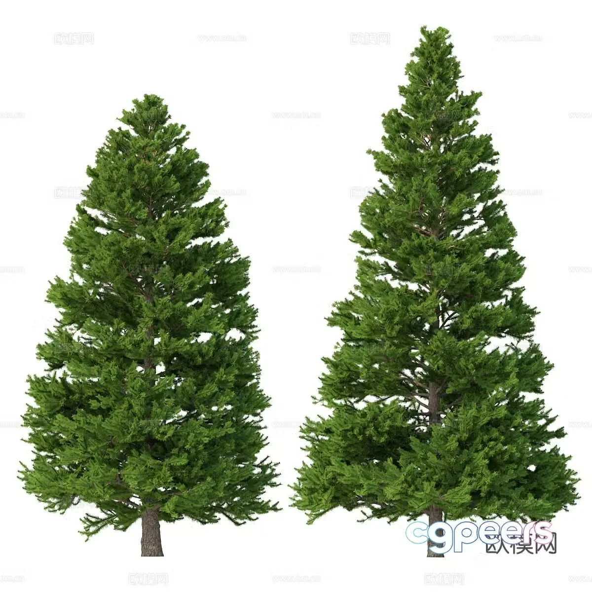 Spruce 3d model