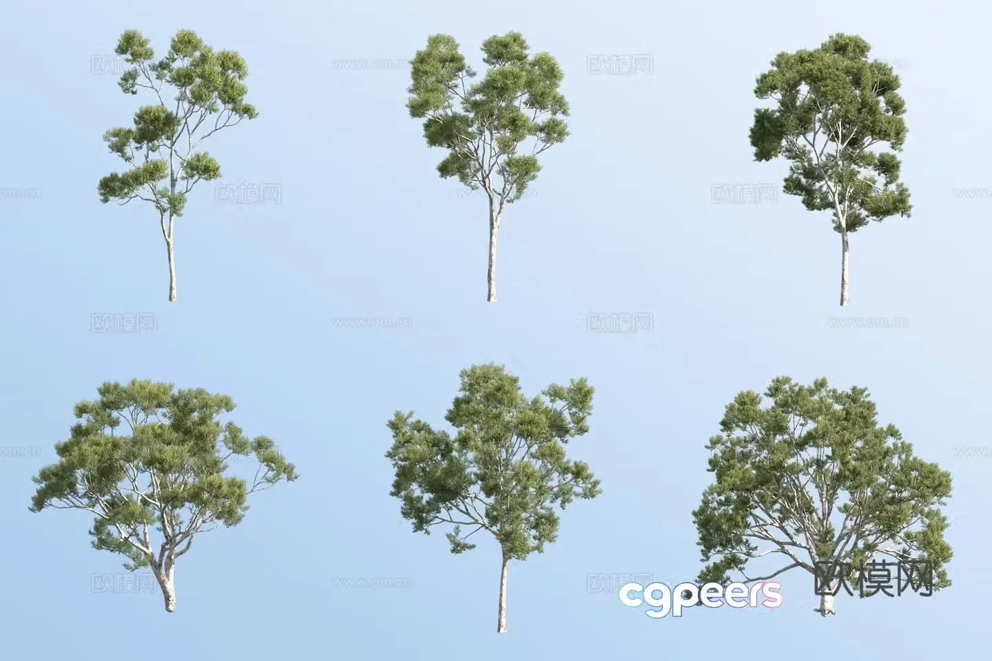 lemon eucalyptus green leaf tree 3d model