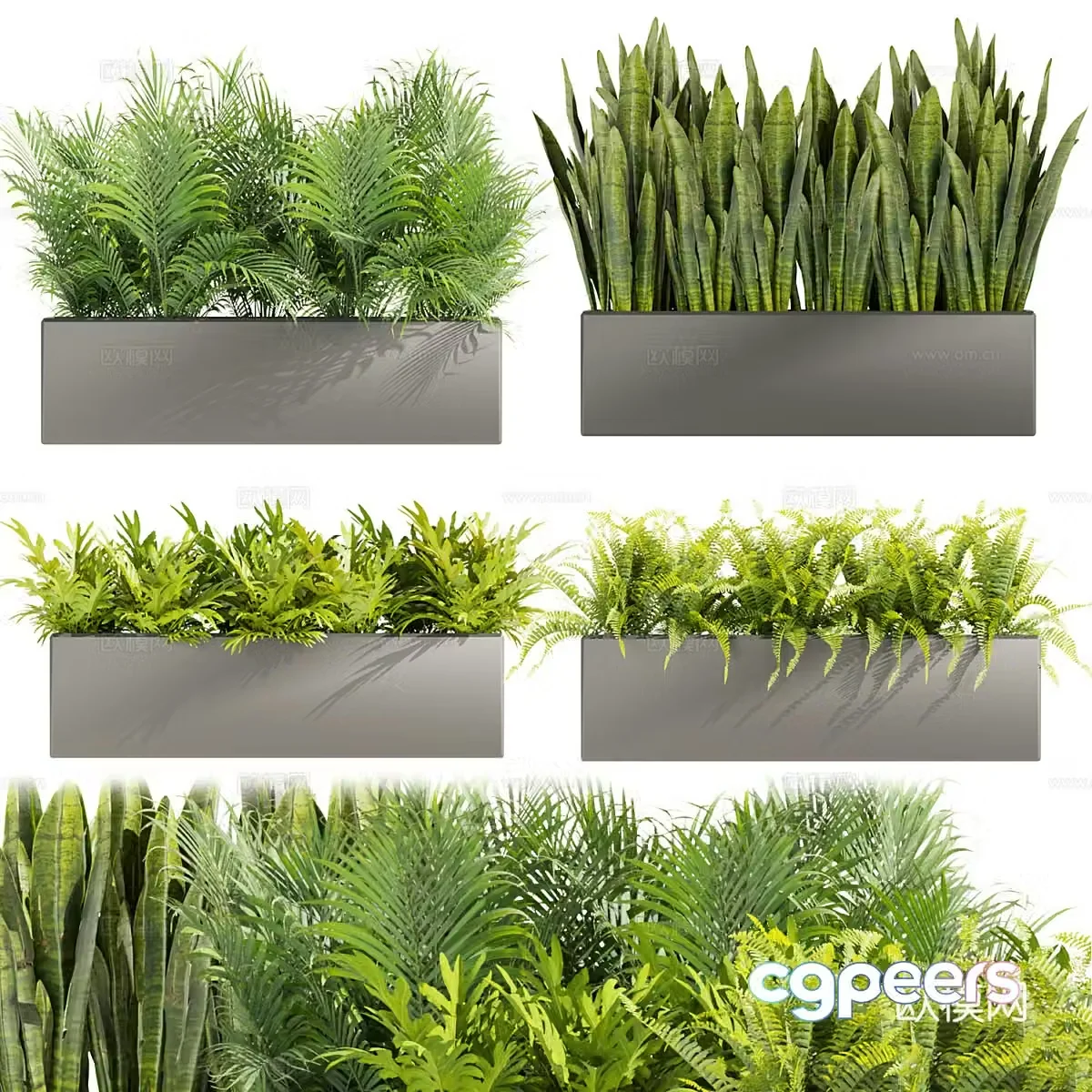 Fern Palm 3d model