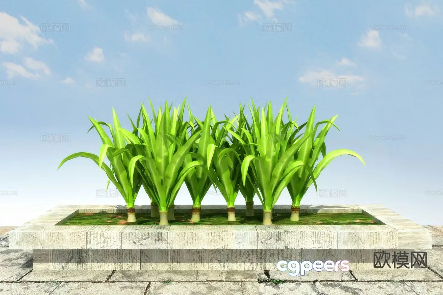 Flowers and plants Manjushri orchid 3D model
