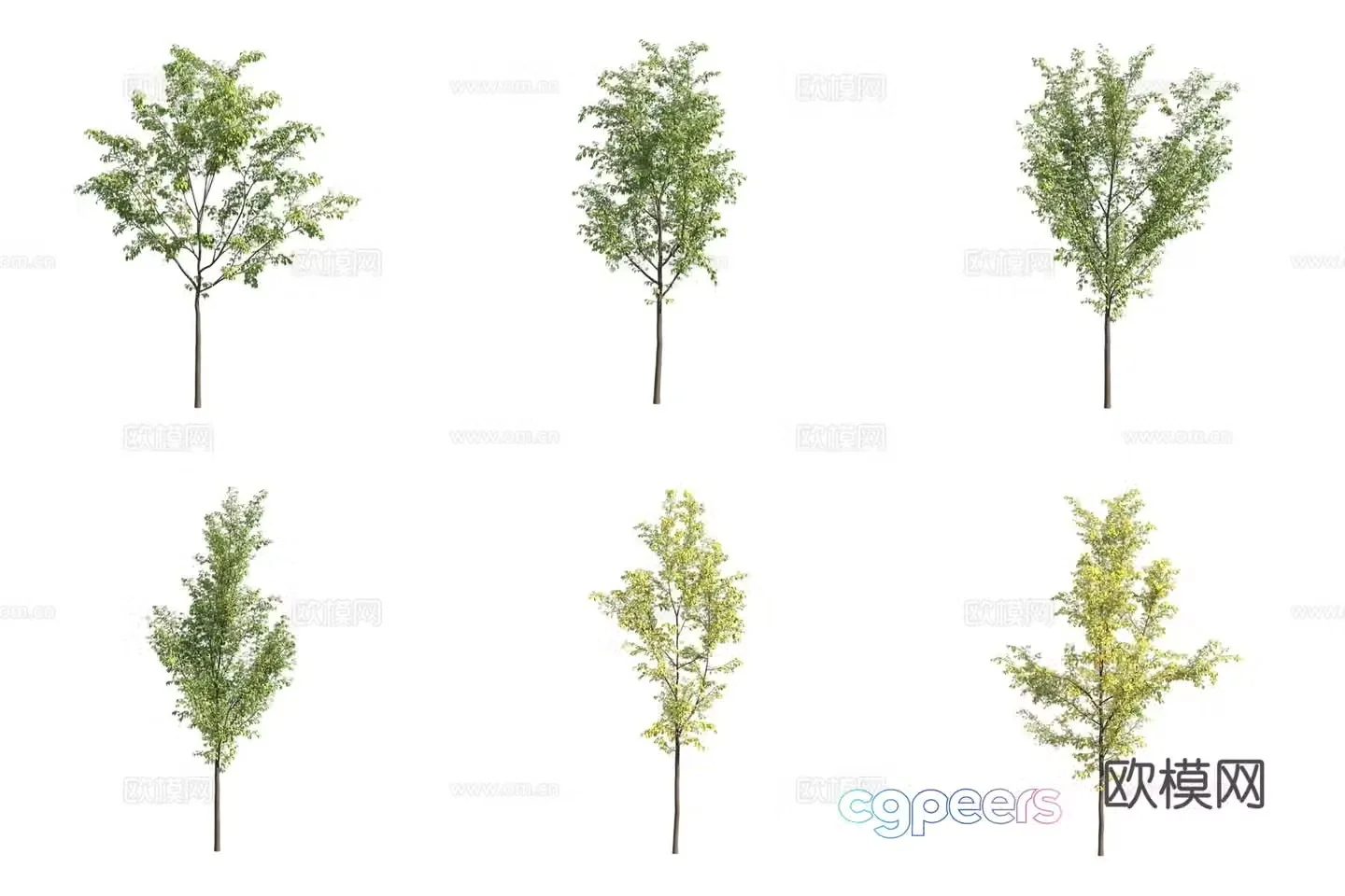 Southern European hackberry landscape tree 3d model