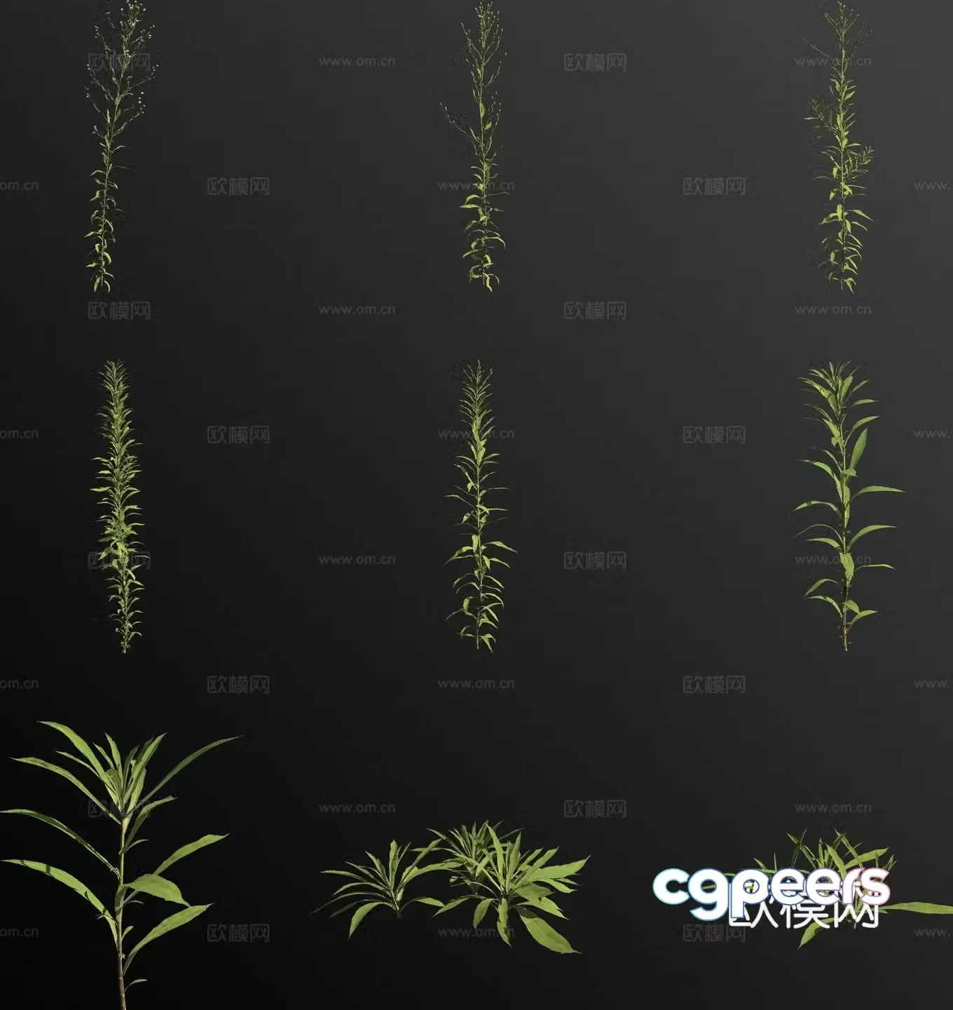 Ruiliancao flowers and plants 3d model