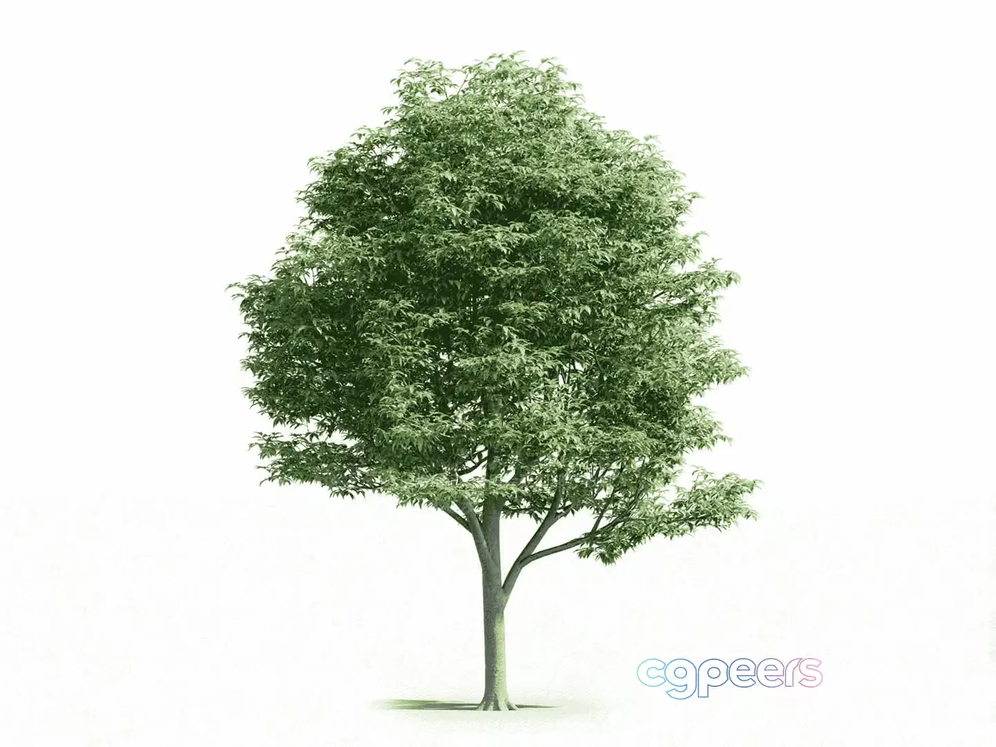 A Tree With A Large Green Canopy 3D Model – 12331 – VRAY Render