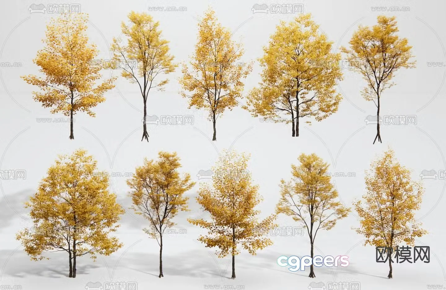 Ginkgo tree landscape tree street tree yellow leaf landscaping tree arbor 3d model