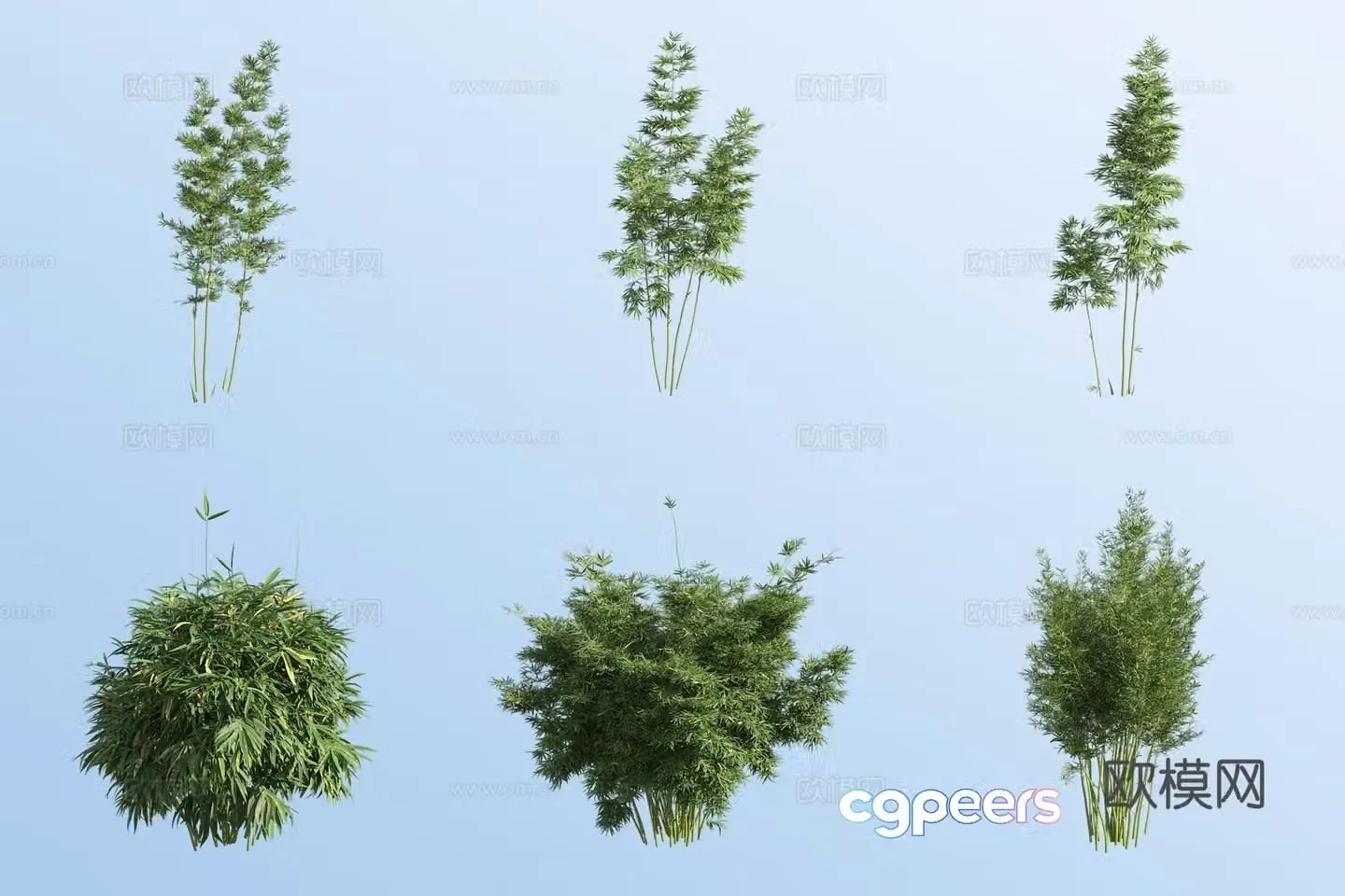 Ma Bamboo 3D model