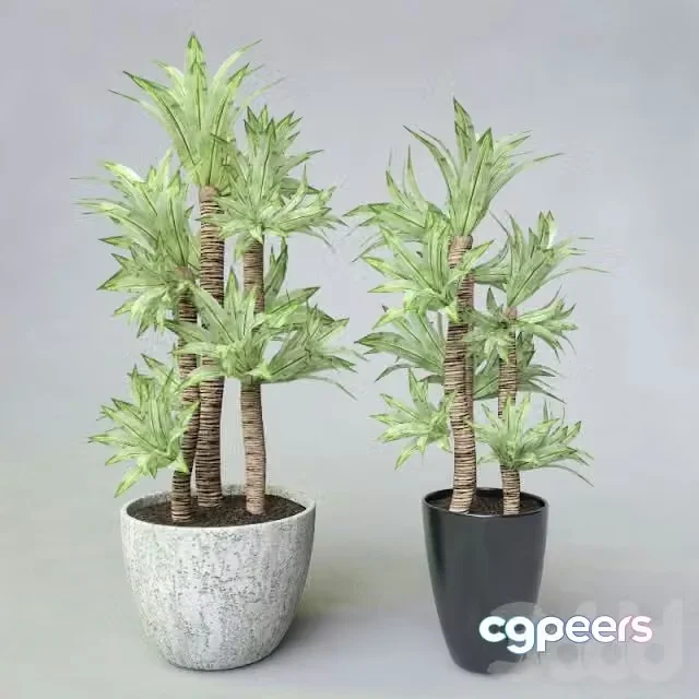 3ds Max Free – Plants in pot, Dracaena