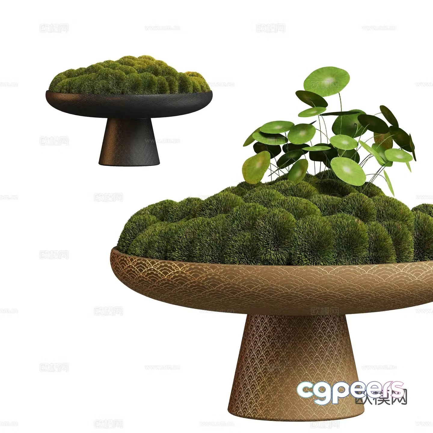 New Chinese Brucea Pot Plant 3D Model