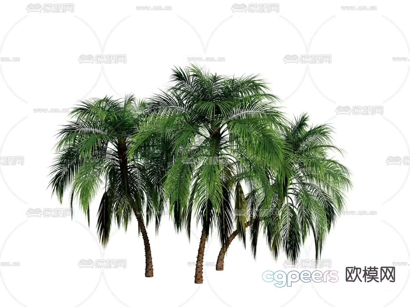 Needle sunflower landscape tree garden tree 3d model