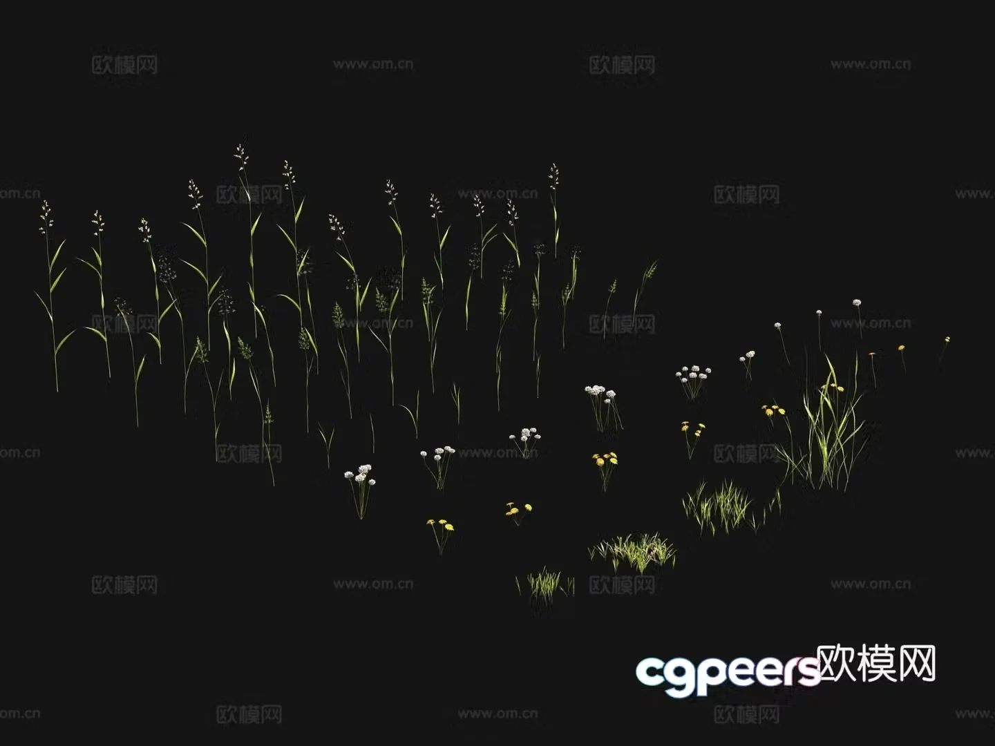 Flowers and plants Lawn Grass Seeds 3D Model