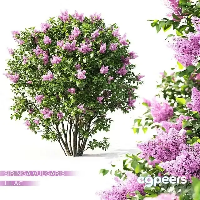 3ds Max Free – Lilac blossoms
