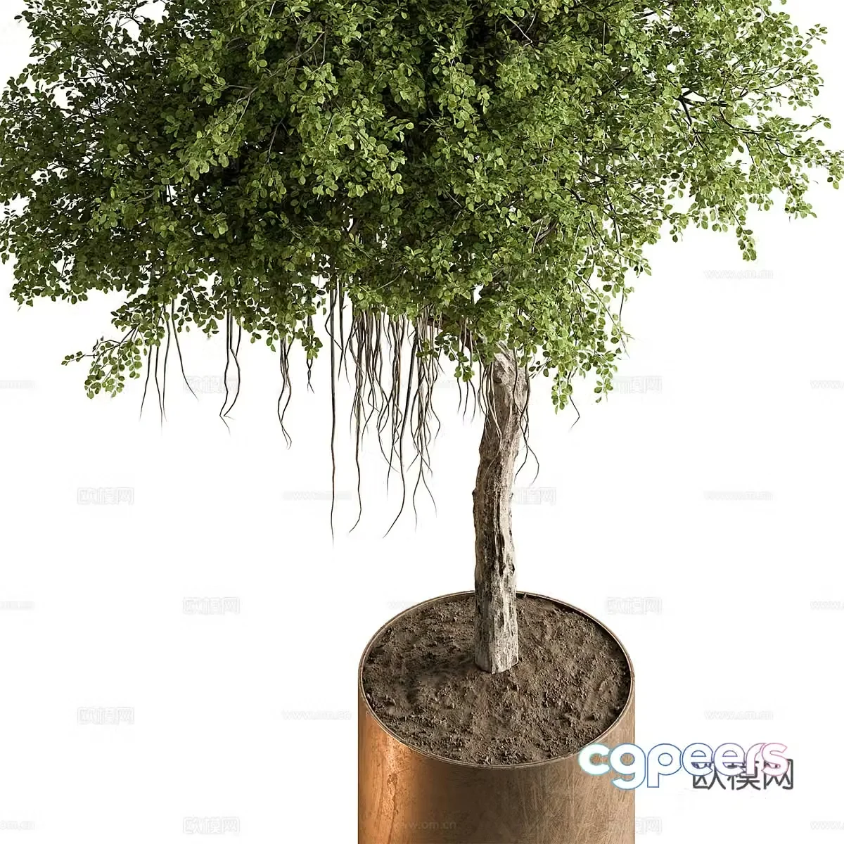 Bonsai bonsai 3d model