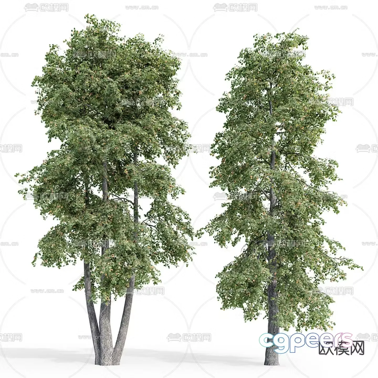 Big tree Bodhi tree Landscape tree 3d model