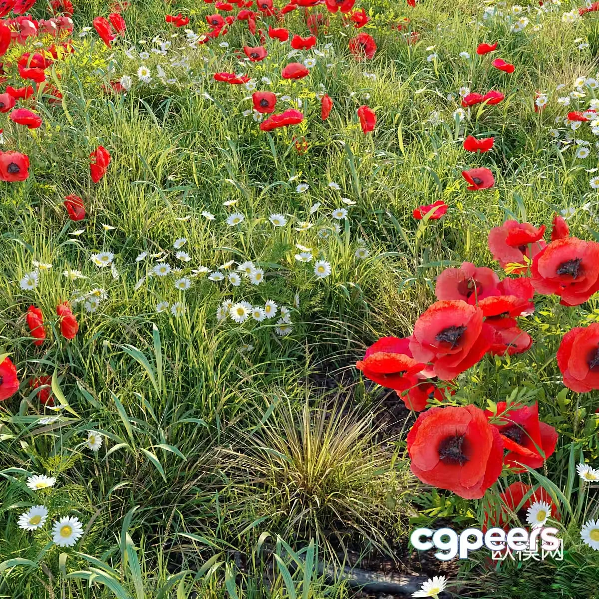 poppy flower field 3d model