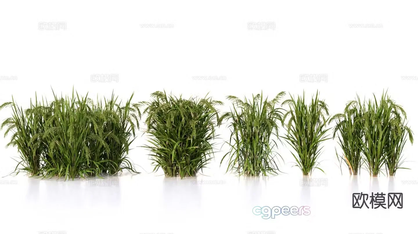 Planting rice crop 3d model