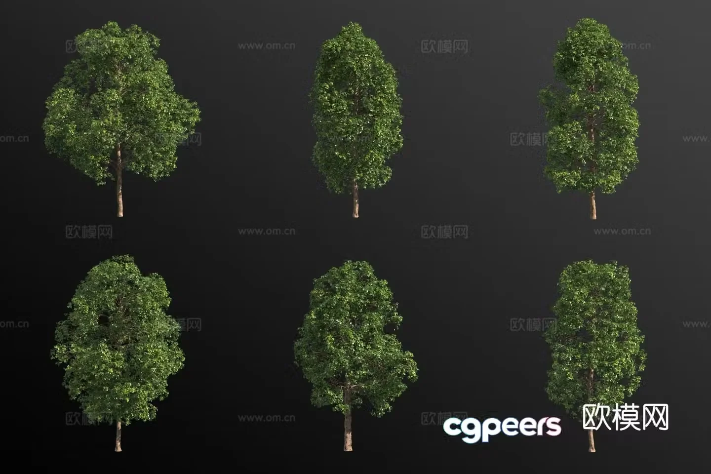 Sassafras tree landscape tree 3d model