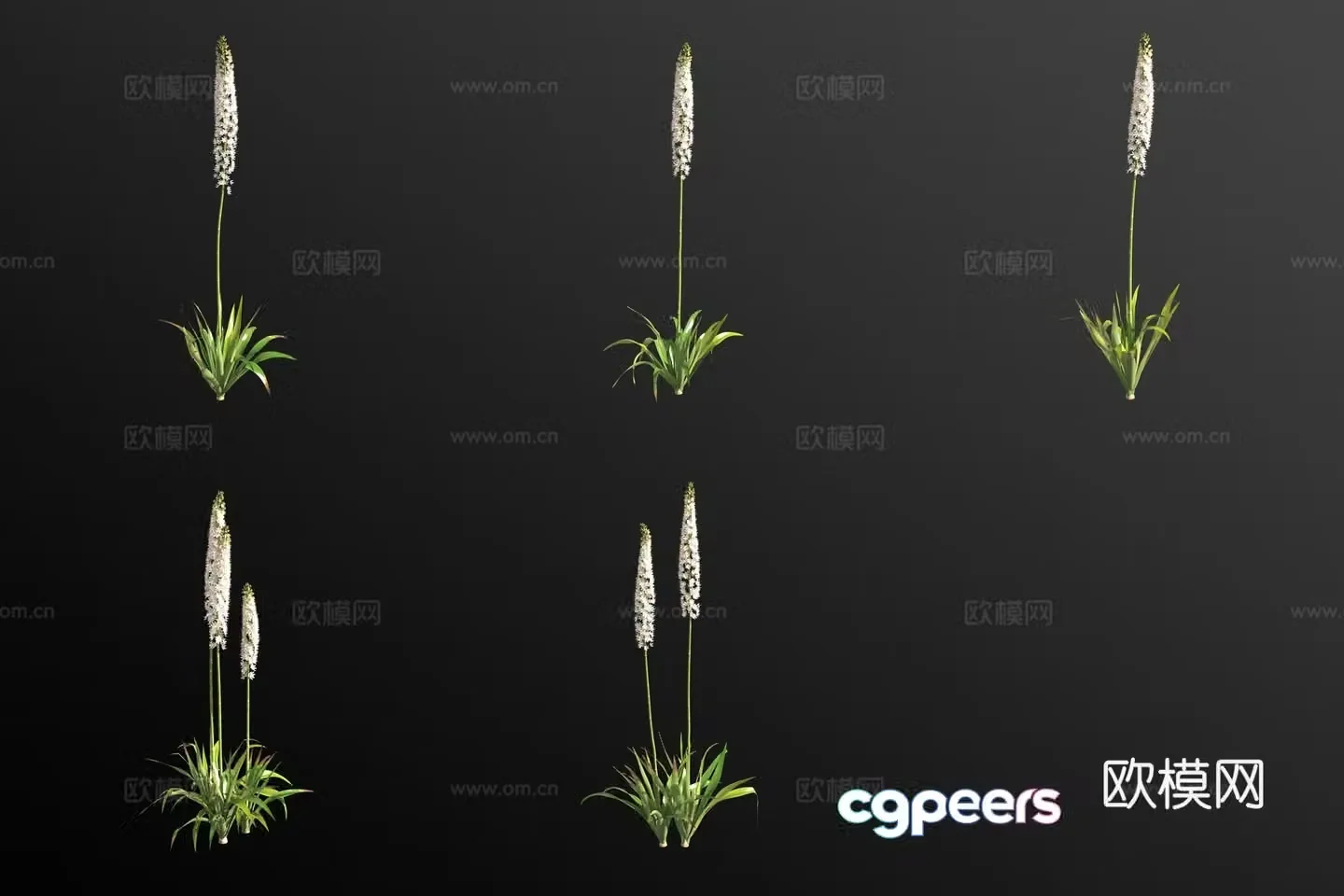 Himalayan one-tailed grass plant green plant 3d model